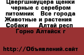 Цвергшнауцера щенки черные с серебром питомник - Все города Животные и растения » Собаки   . Алтай респ.,Горно-Алтайск г.